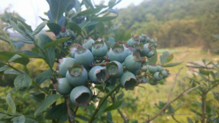 구산농원 이미지