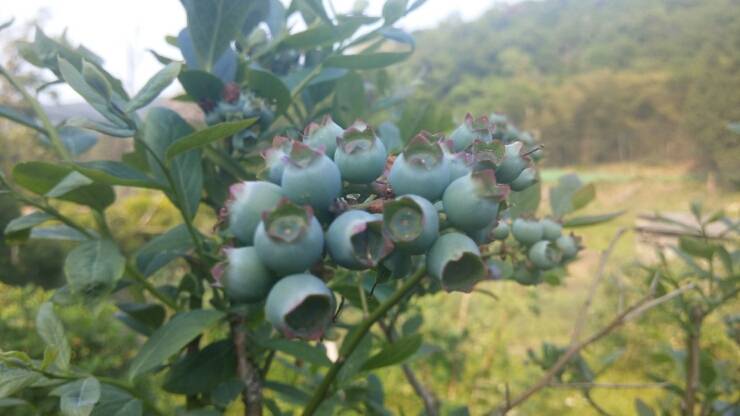 구산농원 이미지