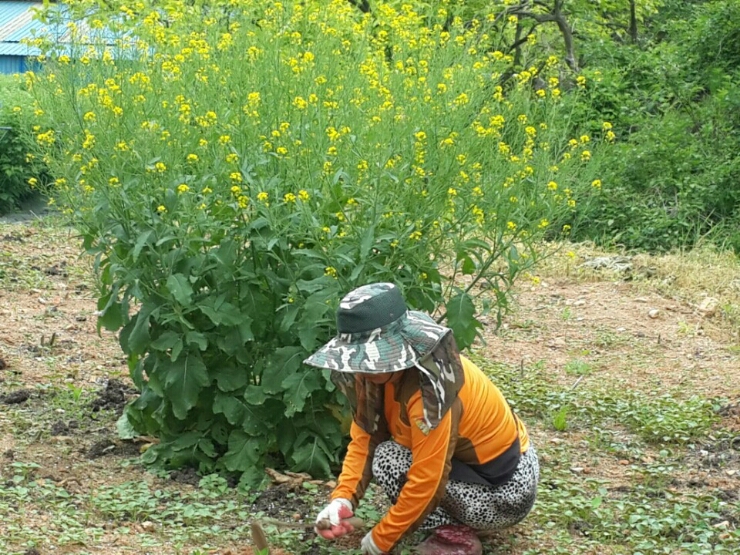 대숲김치 이미지