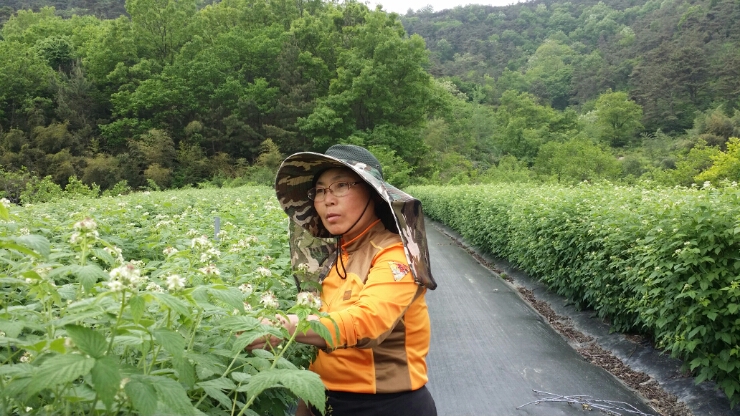 대숲김치 이미지