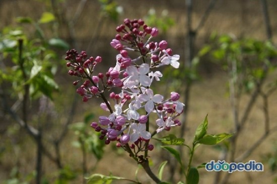 수수꽃다리 이미지