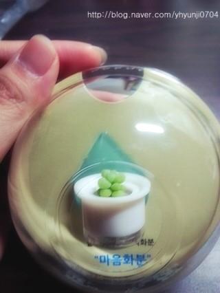 인사동다육 이미지