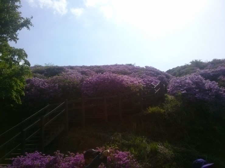 산철죽 군락지 이미지