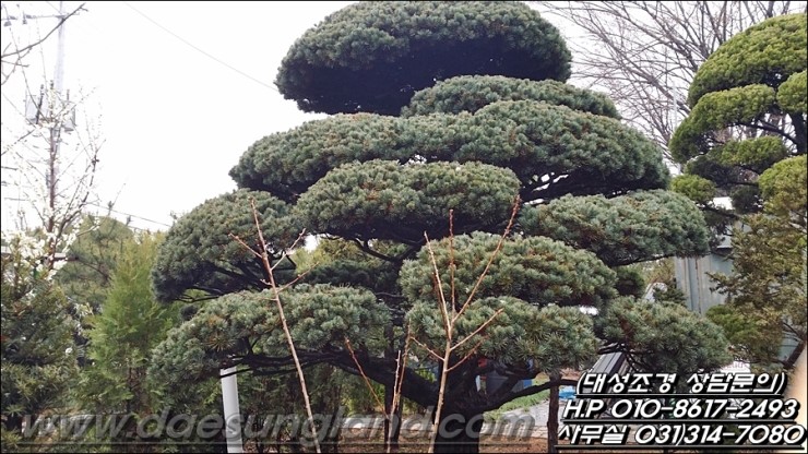 대성조경농원 이미지