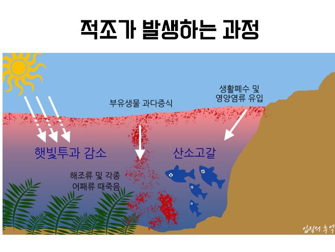 부영양화 과정