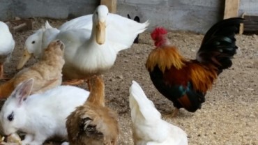 맑은동산 이미지
