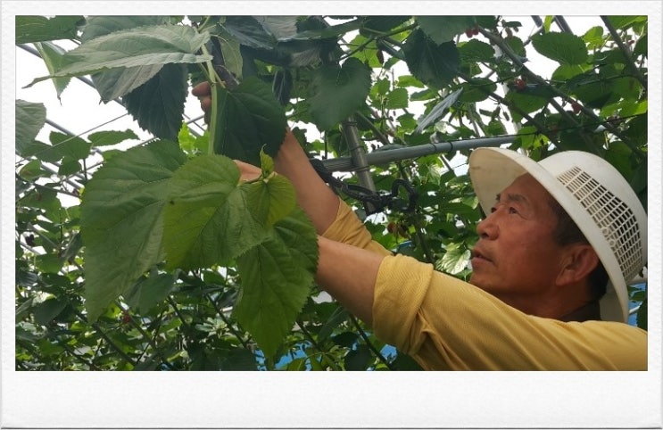 농업회사법인(주)화촌엄마손 이미지