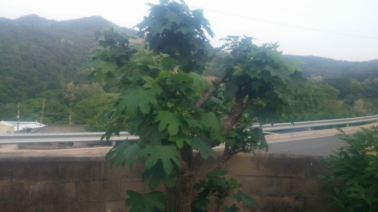 사랑해요영덕와송 이미지