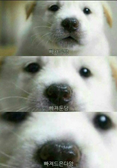 반땅 이미지