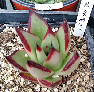 다봉스다육 이미지
