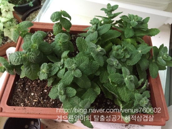 하나로공판장마트 이미지