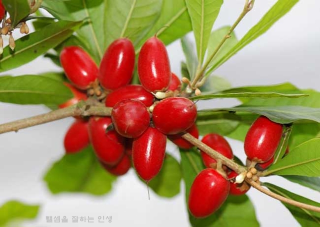 미라클후르츠 이미지