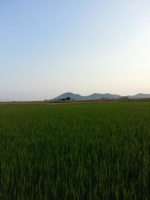 일품식당 이미지