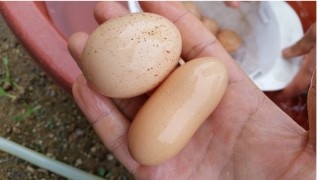 붉은수탉 이미지