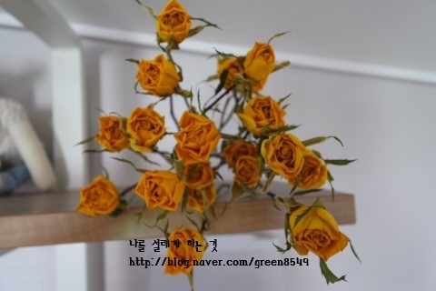 장미미니슈퍼 이미지