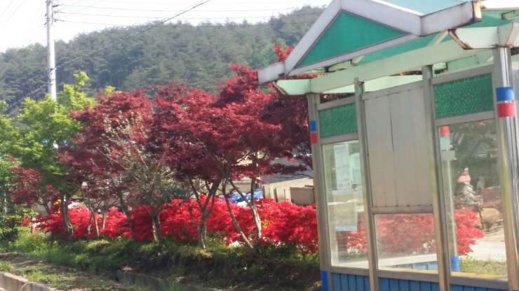 싸리대문 이미지