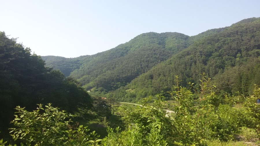 고성보리수 이미지