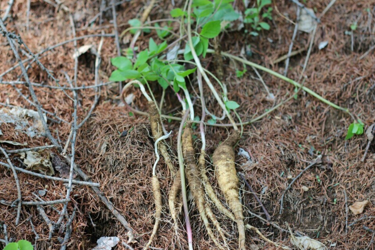 더덕효능 / 자연산 산더덕 가격 : 네이버 블로그