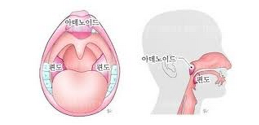 아데노이드 기능