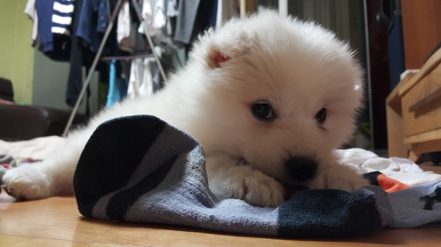 라라곰 이미지