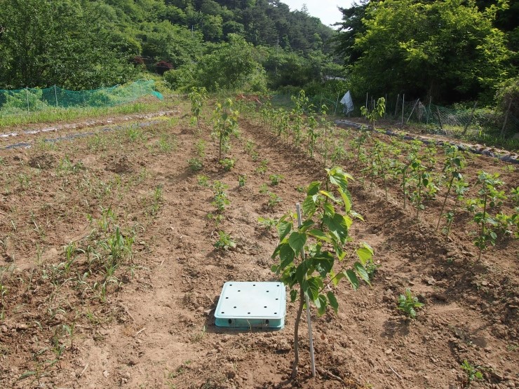 한국묘목협동조합 이미지