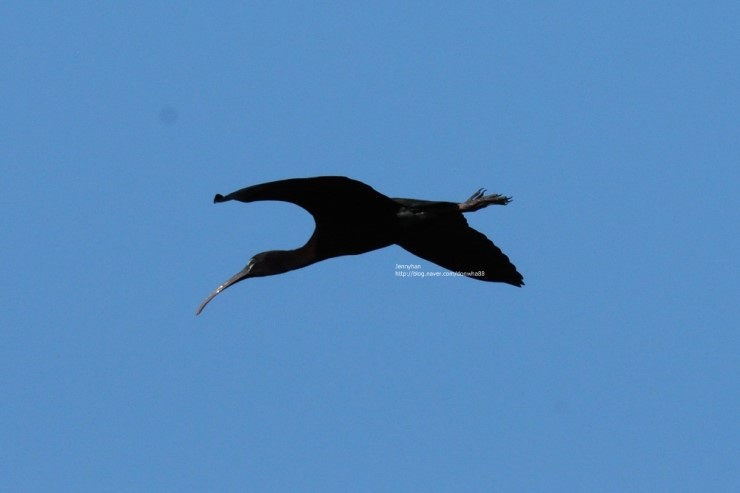 아이비스(ibis) 이미지