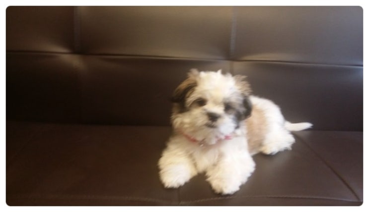 언니네 강아지 이미지