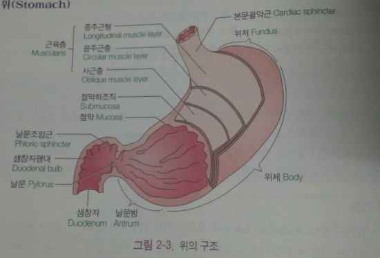 Chapter 2. 소화기계 ( 해부생리 ) : 네이버 블로그