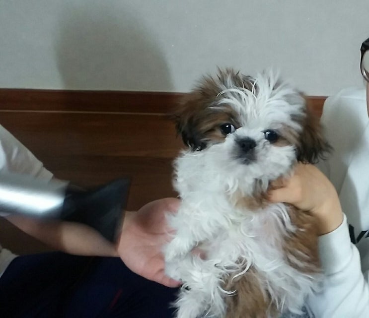 달콩이 이미지