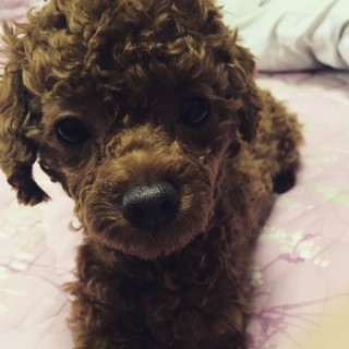 꼬미별 이미지