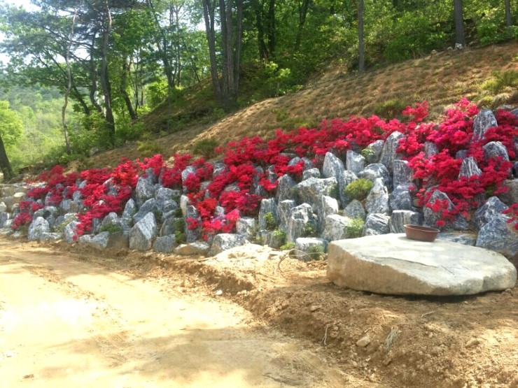 중원건기 이미지