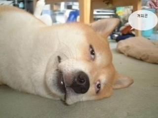 명품물회 이미지