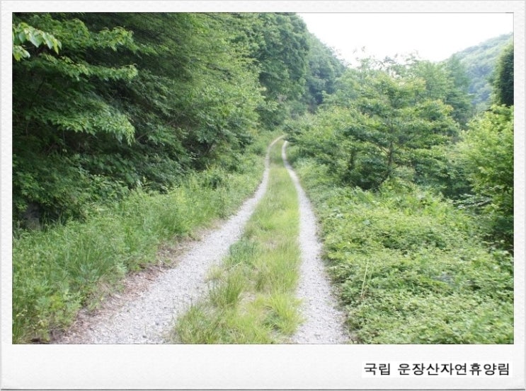 국립운장산자연휴양림 야영장 이미지