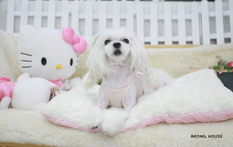 꼬지하우스 이미지