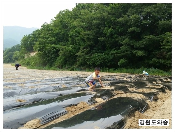 강원도와송 이미지