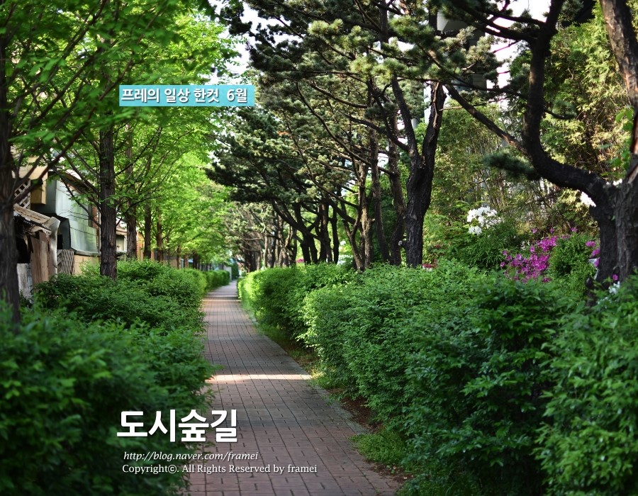 숲길 이미지