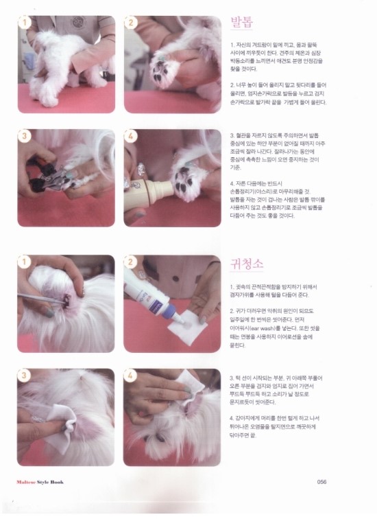 중앙애견미용학원 이미지