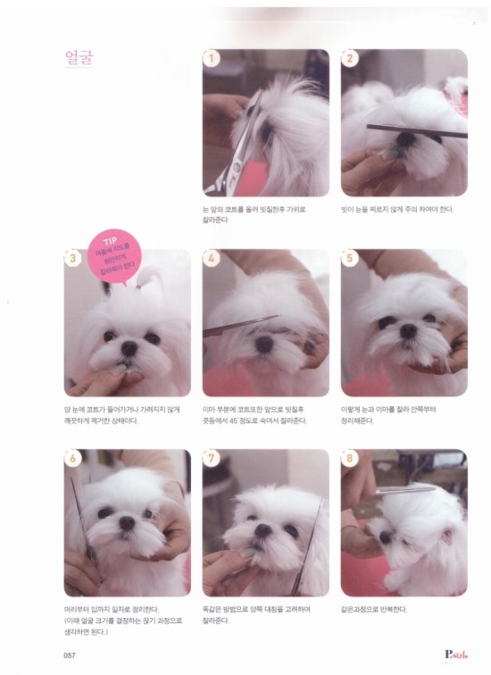 중앙애견미용학원 이미지