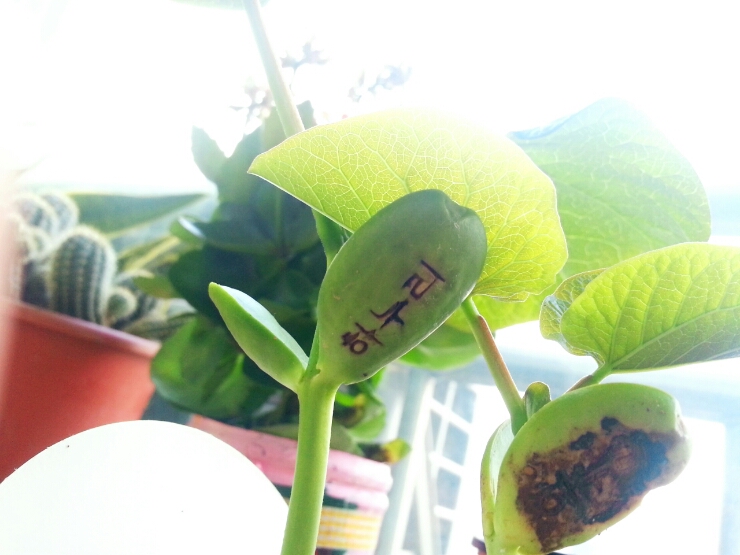 하누리 이미지