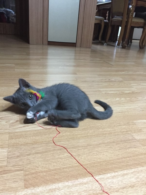 씨지홀릭 이미지