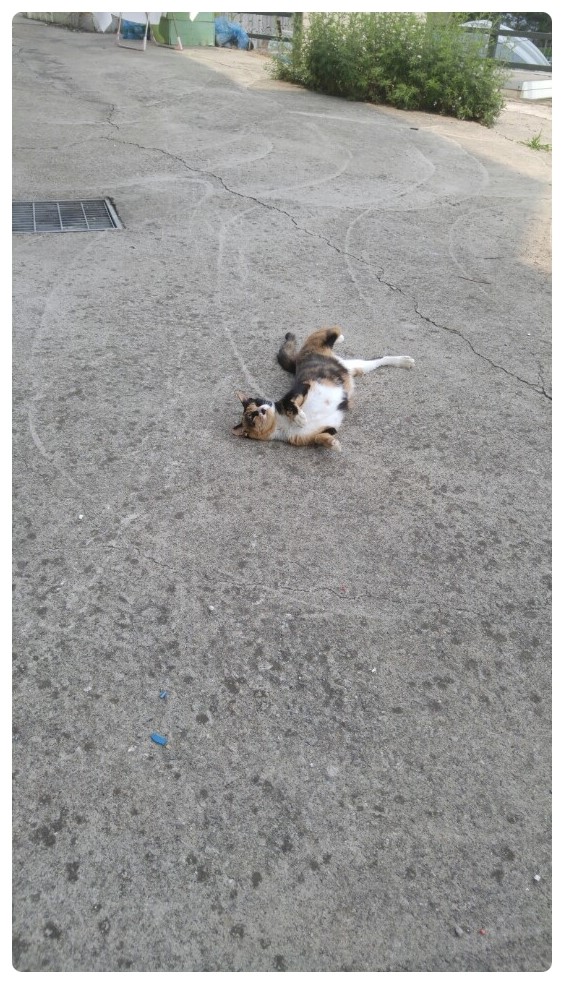 야옹이전자담배 이미지