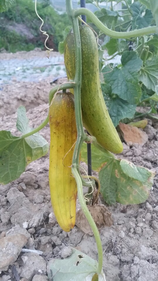 반디농원 이미지
