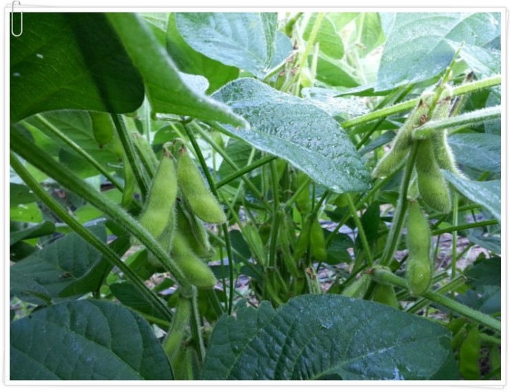 토종반찬 이미지