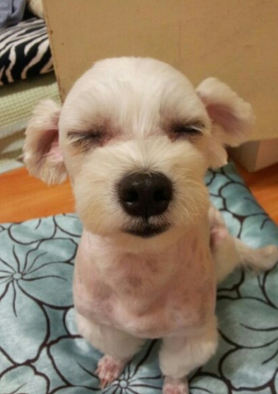 뚱이헤어 이미지