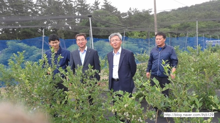 포항블루베리농원 이미지