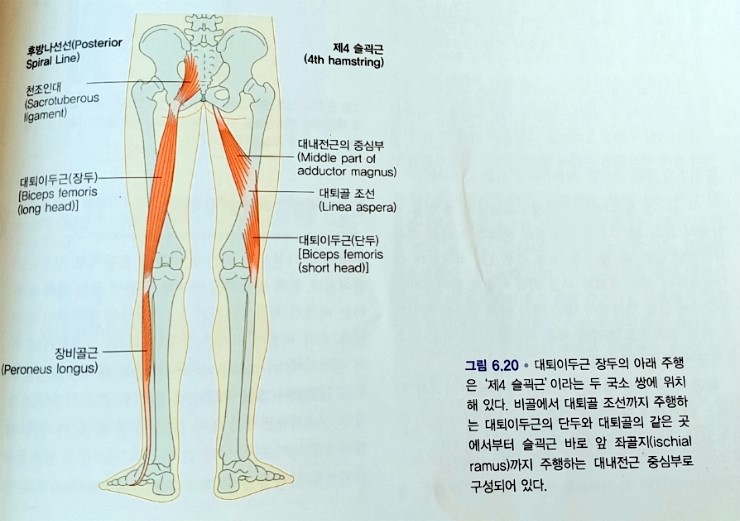 신체정렬 회복 프로젝트 - 근막경선해부학 (나선선SPL) [05] : 네이버 블로그