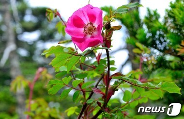 식물2 이미지