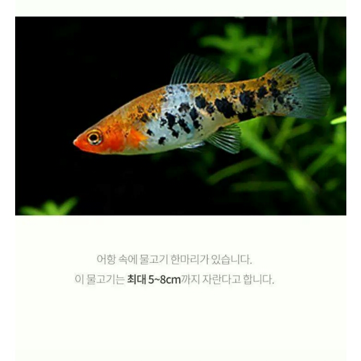 코이 이미지