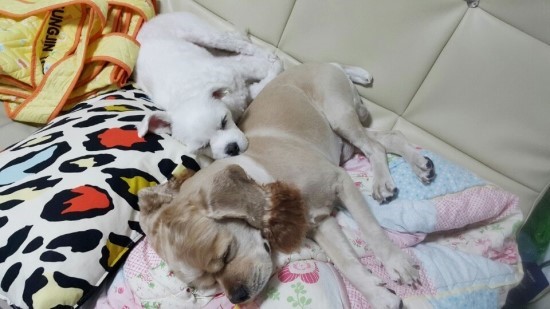 (주)꿈꾸는천사들 이미지