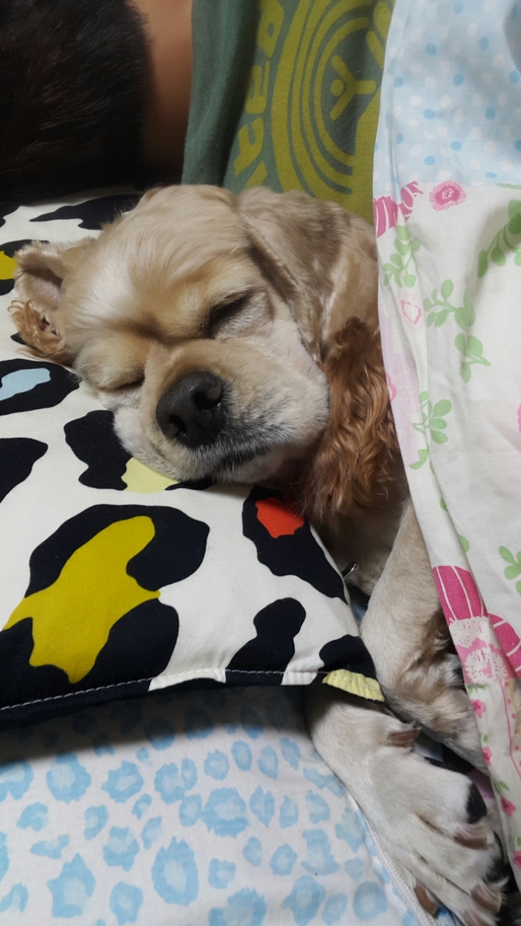 (주)꿈꾸는천사들 이미지